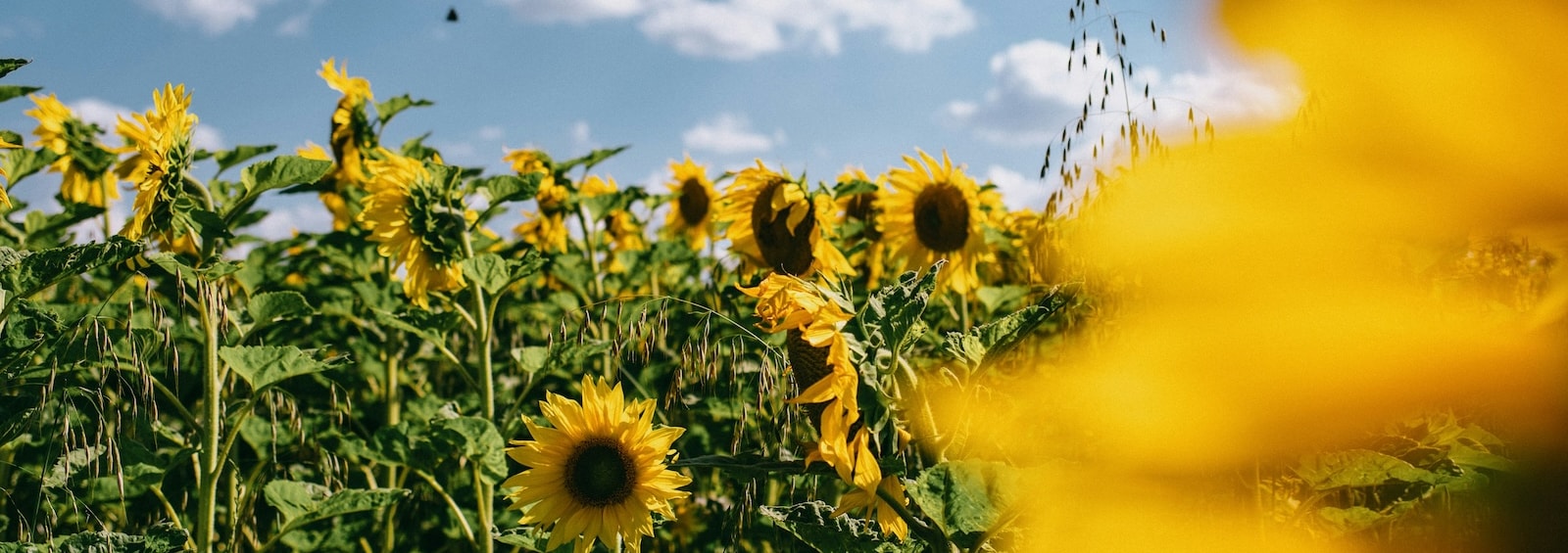 Man sieht ein Sonnenblumenfeld aus der Nähe.